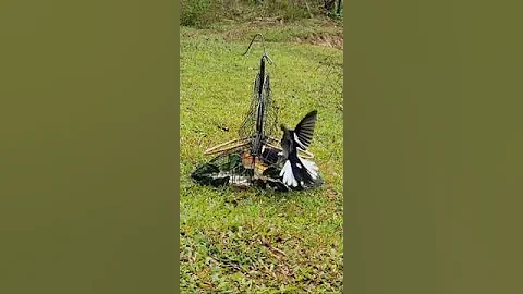 Cara mikat kacer paling ampuh, Menggunakan sangkar jebak #shorts #kacer    #kacermania