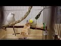 セキセイインコ (•ө•)♪ 『（小動物用）さとうきびを齧る①』