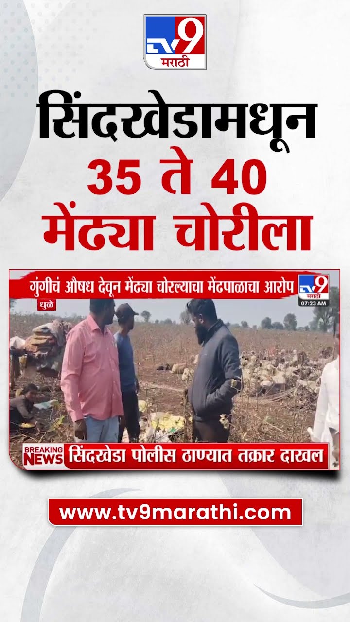 Dhule News | धुळ्यातील सिंदखेडमधून 35 ते 40 मेंढ्या चोरीला | tv9 Marathi