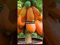 পেপে গাছের কলম কাটা Cut cuttings of plants in barrels