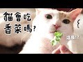 【黃阿瑪的後宮生活】貓會吃香菜嗎？