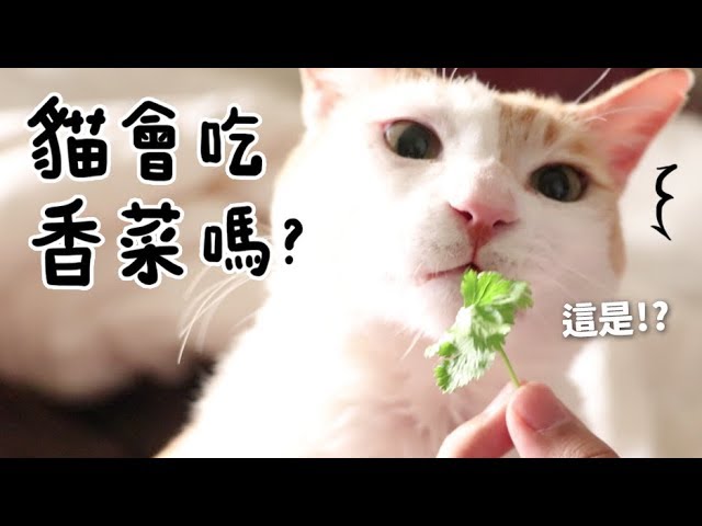 【黃阿瑪的後宮生活】貓會吃香菜嗎？