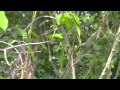秋の錦木（ニシキギ）　Euonymus alatus in autumn (Healing video)