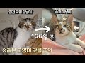 사람 극혐하는 길냥이가 입양 후 100일동안 개냥이가 되어가는 과정 🐱💫