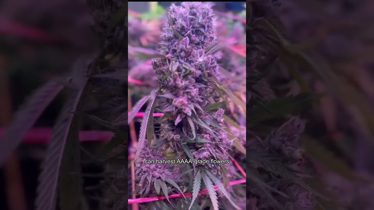 High Efficiency LM301H EVO quantum board