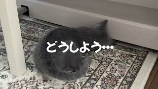 子猫のお尻ぷりぷりが可愛い5日目