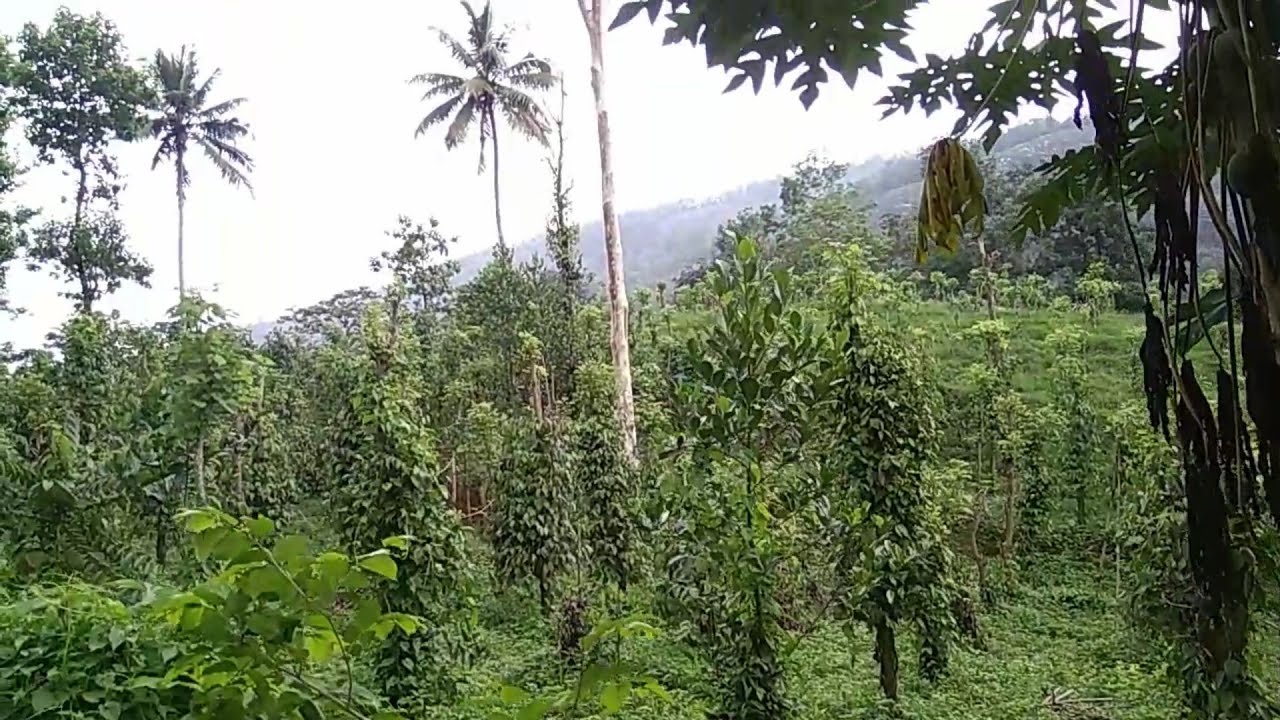 Spice Garden Part II Munnar Kerala Kerala Spices Village