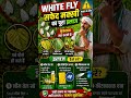 White Fly और Thrips से फसल बर्बाद? 😱 ये 3 तरीके तुरंत अपनाओ! 🌱🔥 #PestControl #agricultureindia
