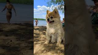 Собака на пляже  -25 Домашние животные #shorts Pets Dog कुत्ता Hund Chien Elperro Ocão ИТ IT كلب
