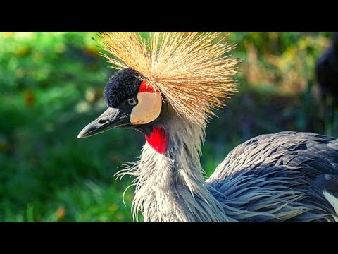 طائر الكركي المتوج غاية في الجمال والاناقة