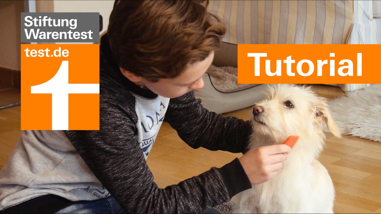 Tutorial Hund richtig kämmen Was ist beim Fellwechsel zu beachten? YouTube Tutorial Hund richtig kämmen Was ist beim Fellwechsel zu beachten? YouTube