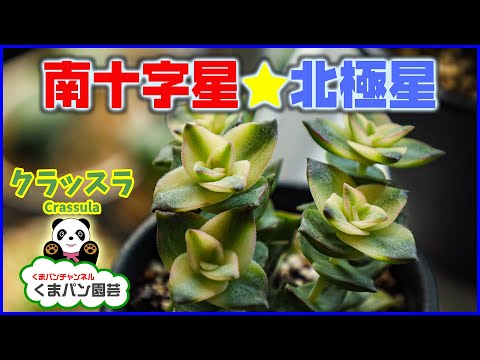 About Crassula perforata variegata etc - YouTube