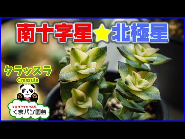 About Crassula perforata variegata etc - YouTube