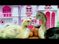 البطه لقت بنتها البطوطه 🦆🦆 | مامتي دكتوره | بامبي | عائله عمر | جنه و رؤي