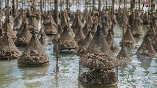 Amazing Farm Raising 100 Tons of French Oysters This Way  Oyster Farming Skills
