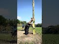 #funnyshort #shortvideo foryou#
