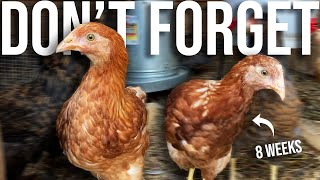 Chick Raising Checklist for Beginners | 8 Points Not To Miss As Baby Chickens Grow Into Hens