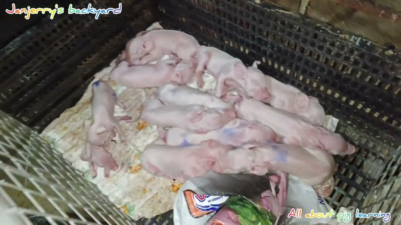 Mga tips  sa unang gabi ng mga Piglet... @baboy