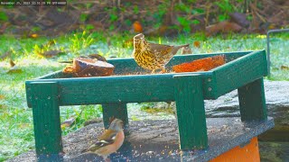 Holy Loch And Garden Wildlife Dunoon Scotland