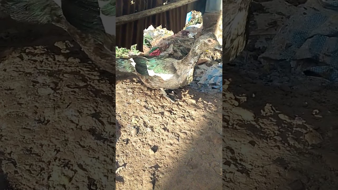 how ducks kill snakes when protecting themselves 😀😀😀