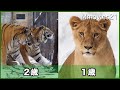 可愛いモテライオンと離れたくないアムールトラの別れ際 Lion & Amur Tiger