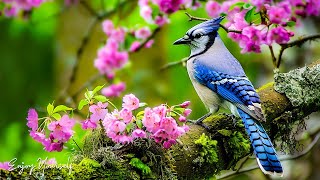 Мгновенное облегчение от стресса и беспокойства • Птицы, поющие в лесу, нежная музыка, глубокое исце