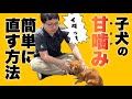 犬の甘噛みは〇〇で治る！誰でも簡単に子犬の甘噛みを治す方法