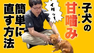 犬の甘噛みは〇〇で治る誰でも簡単に子犬の甘噛みを治す方法