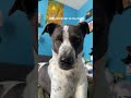 Just my dog’s daily reminder to her dad… #firefighterdog #funnydog #dogdad #dogmom #dogparents