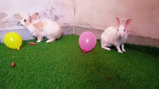 When Rabbit Couple Meets ❤ | Rabbit Eating Carrot by Animals UBS 120 views 2 years ago 1 minute, 12 seconds