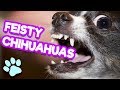 Funny Feisty Chihuahuas | Try Not to Laugh Challenge | That Pet Life