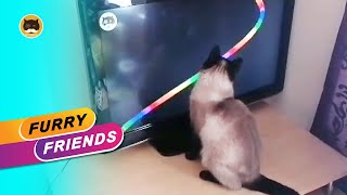 Funny Siamese Cat Playing Cat Games With Rainbow Strings On Tv | Tv Bini Furry Friends.