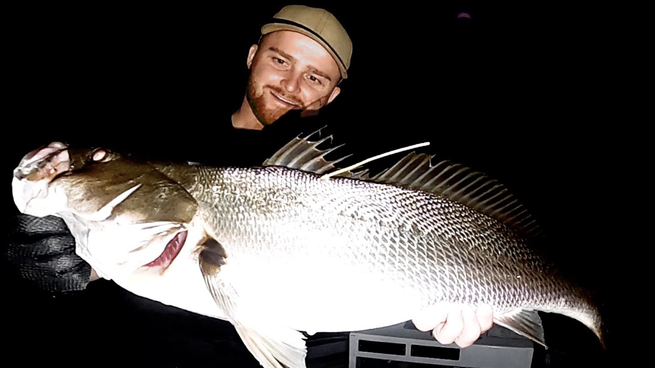 I've never tagged THIS many Jewfish Mulloway in 1 session lure fishing 