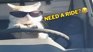 Funniest Animals of The Week 😂 New Funny Dogs & Cats Videos🐾