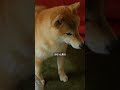飼ってから気づいた柴犬が 手放せなくなる理由【#537】　 #柴犬 #柴犬との暮らし