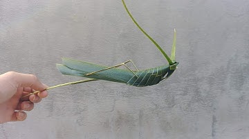 Hướng dẫn làm con cào cào bằng lá dừa