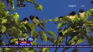 Migrasi Burung Serbu Pusat Kota Di Yogyakarta - NET 24