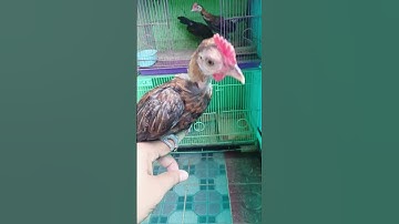 Ayam hutan merah Sumatra, salam pecinta anting putih, lokasi Tomang Jakarta Barat