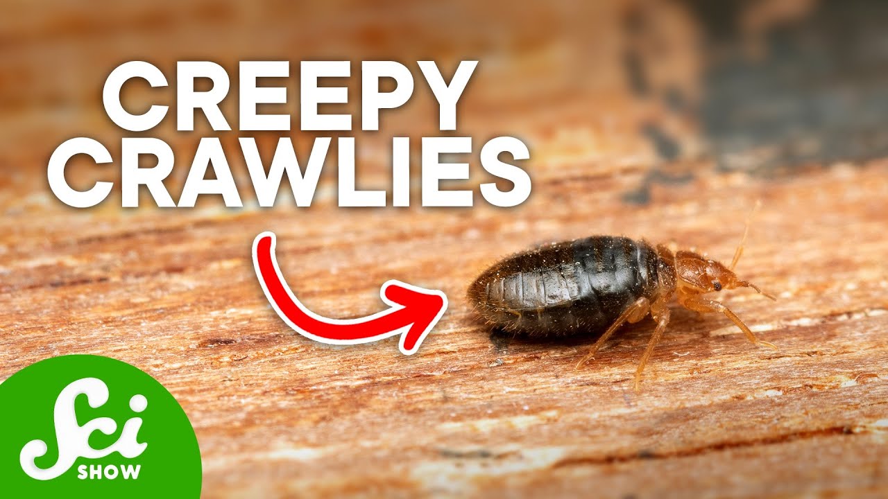 The Truth About Bed Bugs: It's Worse Than You Thought