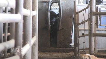 The Angus Report, Jan. 2, 2012: Practical Applications