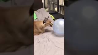 FLOPPA DIED