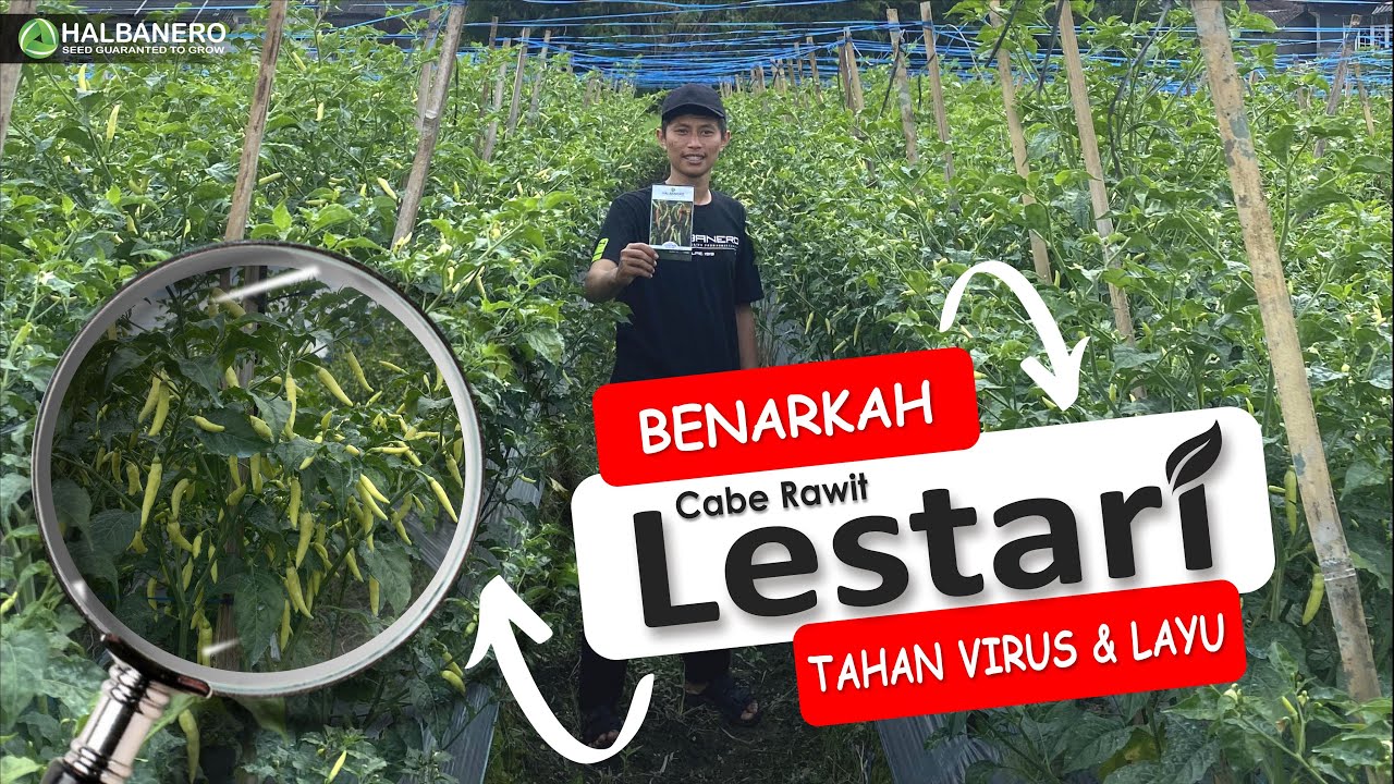 BENARKAH CABAI RAWIT LESTARI TAHAN VIRUS ? Simak Video Ini!!! #Halbanero