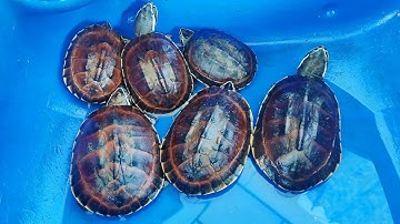 Kiên trì cho con rùa ba gờ ăn ốc những ngày đầu tiên mới mua rùa về