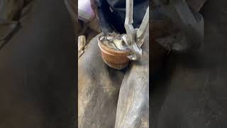 Muddy Hooves #Farrier #Horse #Asmr #Satisfying #Oddlysatisfying #Shortswithcamilla #Equestrian