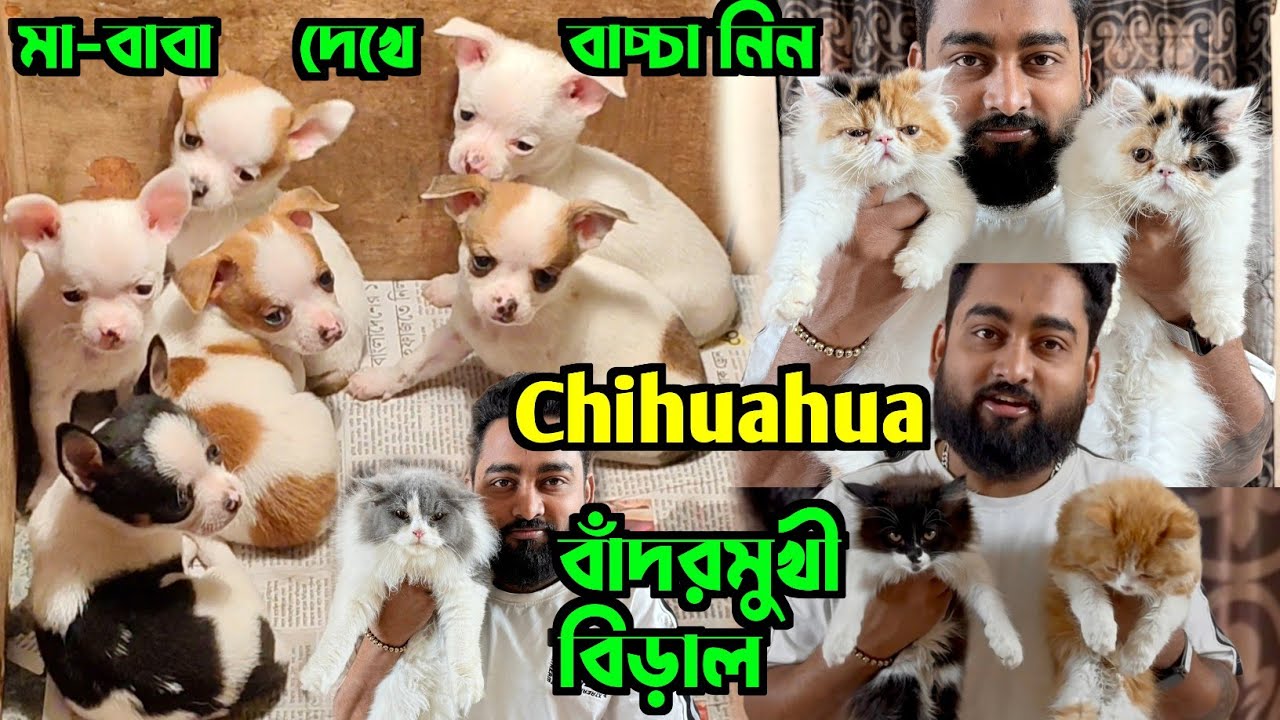 Chihuahua Puppy & Persian Cat Price in Kolkata. Dog Market Kolkata. Cat Market Kolkata.