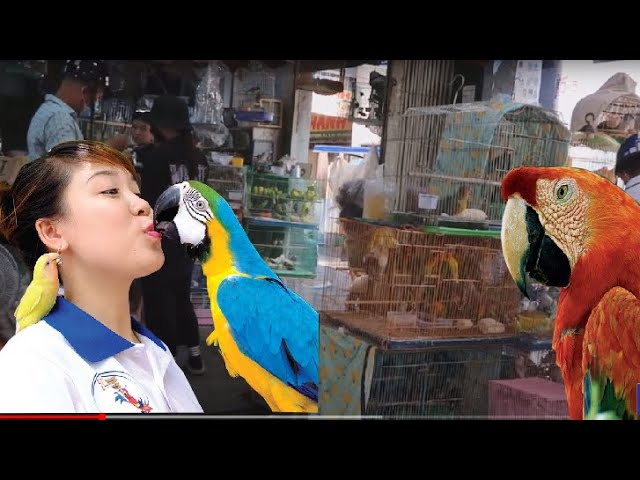 vẹt Blue gold Macaw