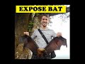 ready for Halloween big bat chauve souris a bali (indonésie) black big Bat expose