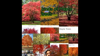 MAPLE TREES