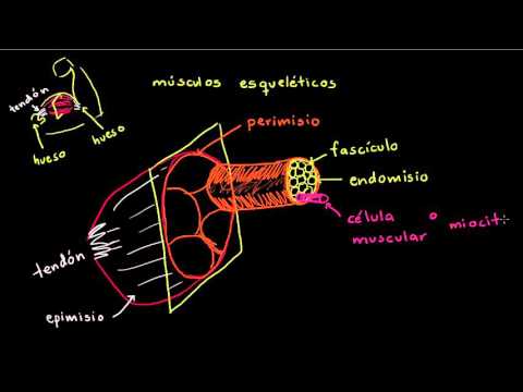 Vídeo: Fibras Musculares: Anatomía, Función Y Más