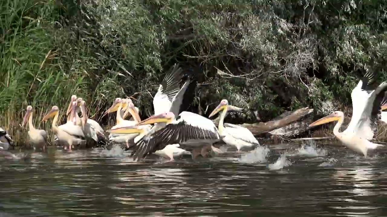 kilka minut .... z Pelikanem Babą - a few minutes .... with White Pelican